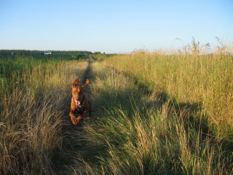 20100801-02_kolykok_027.jpg