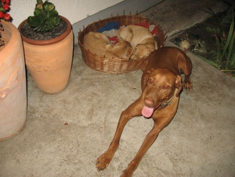 vizsla095.jpg