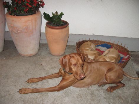 vizsla100.jpg