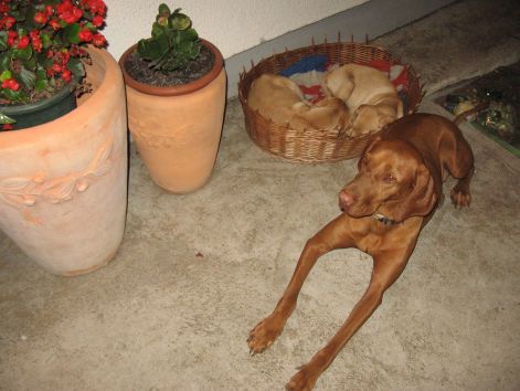 vizsla107.jpg