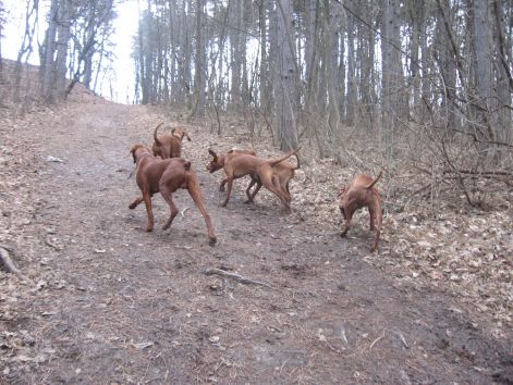 vizslacsalad_talalkozo_20110306_027.jpg
