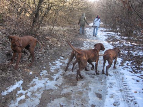 vizslacsalad_talalkozo_20110306_099.jpg